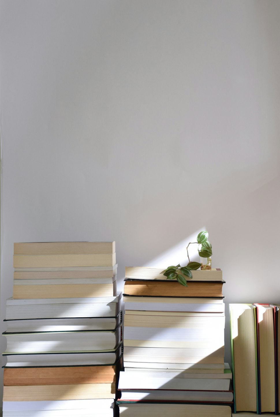 A small green plant sits on top of stacked books.